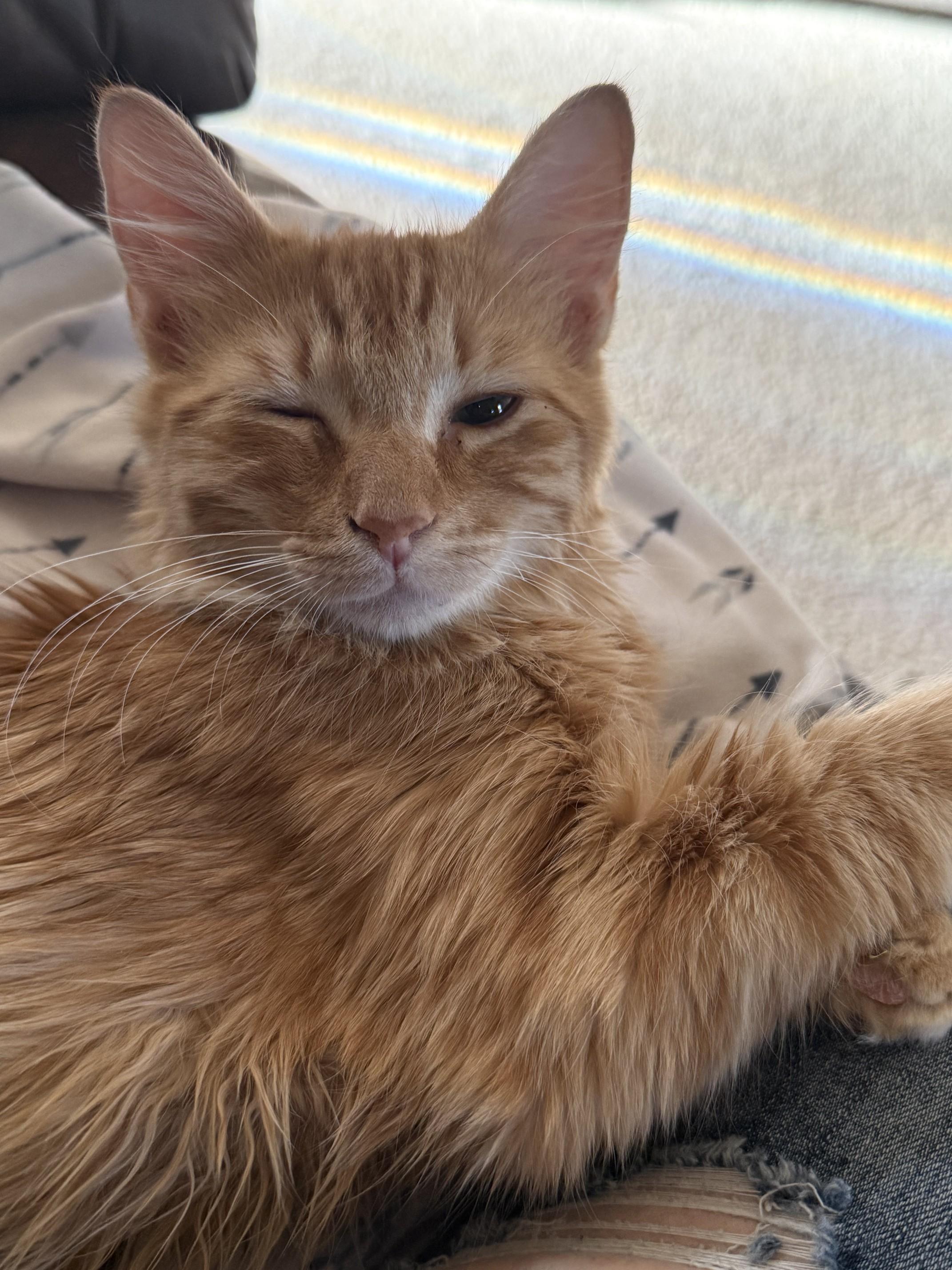 Enlarge Heathcliff, a Adopted Domestic Medium Hair in Fresno, CA image 5/6