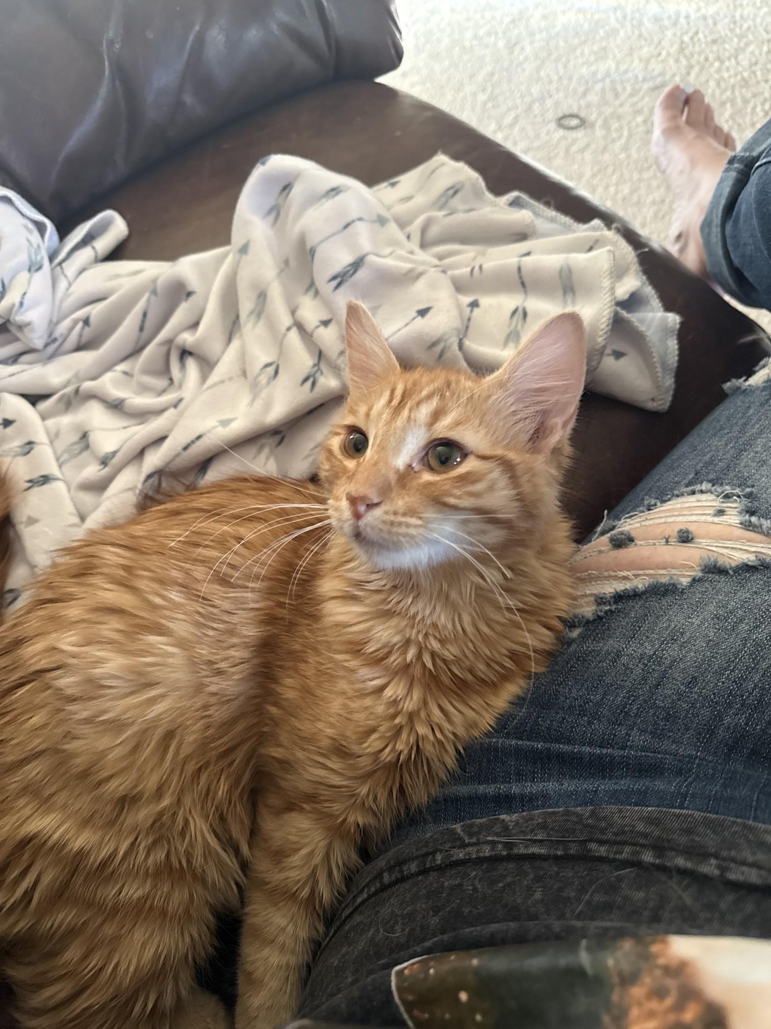 Enlarge Heathcliff, a Adopted Domestic Medium Hair in Fresno, CA image 6/6