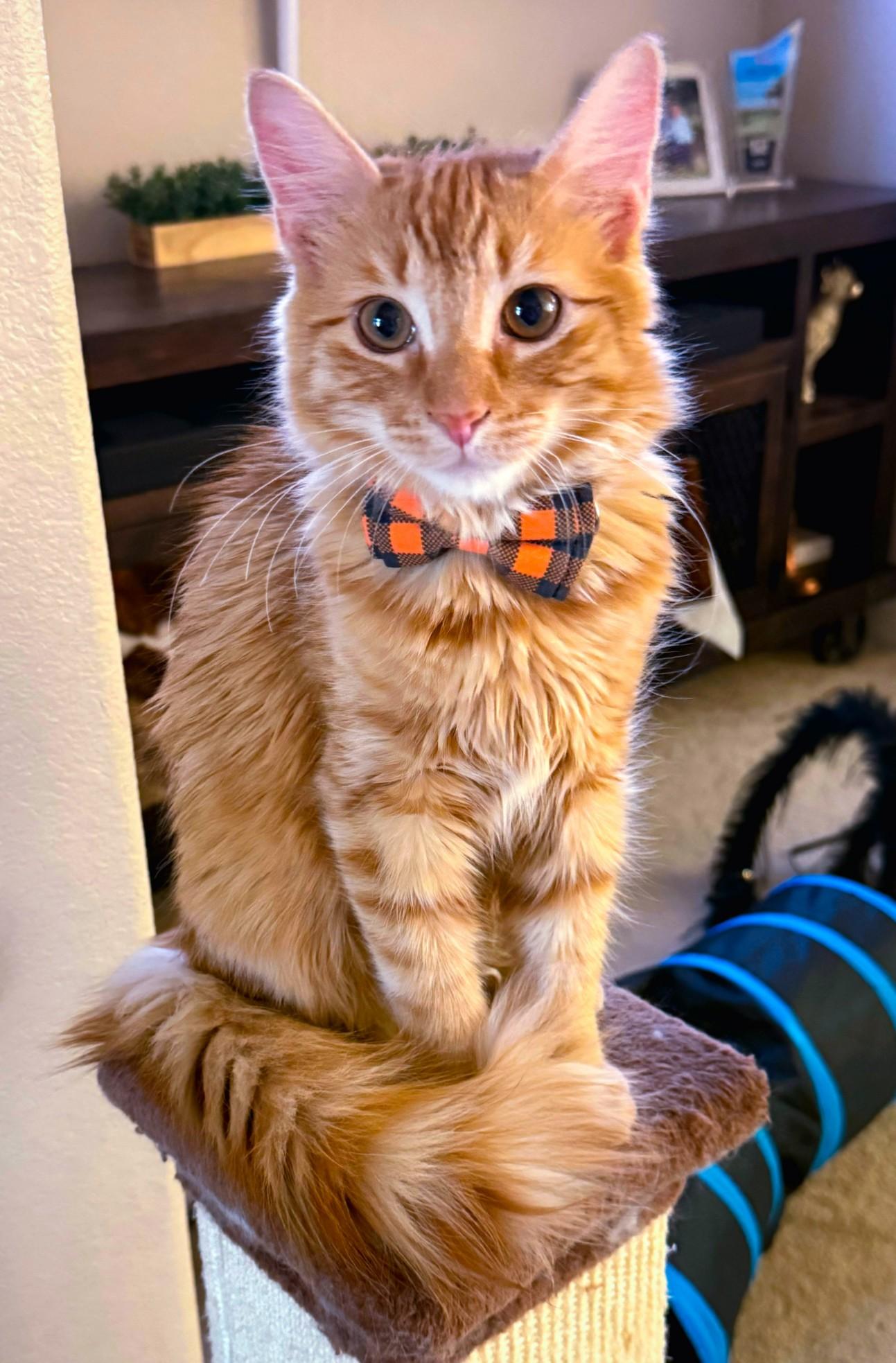 Heathcliff, Adopted, Kitten Male Domestic Medium Hair.