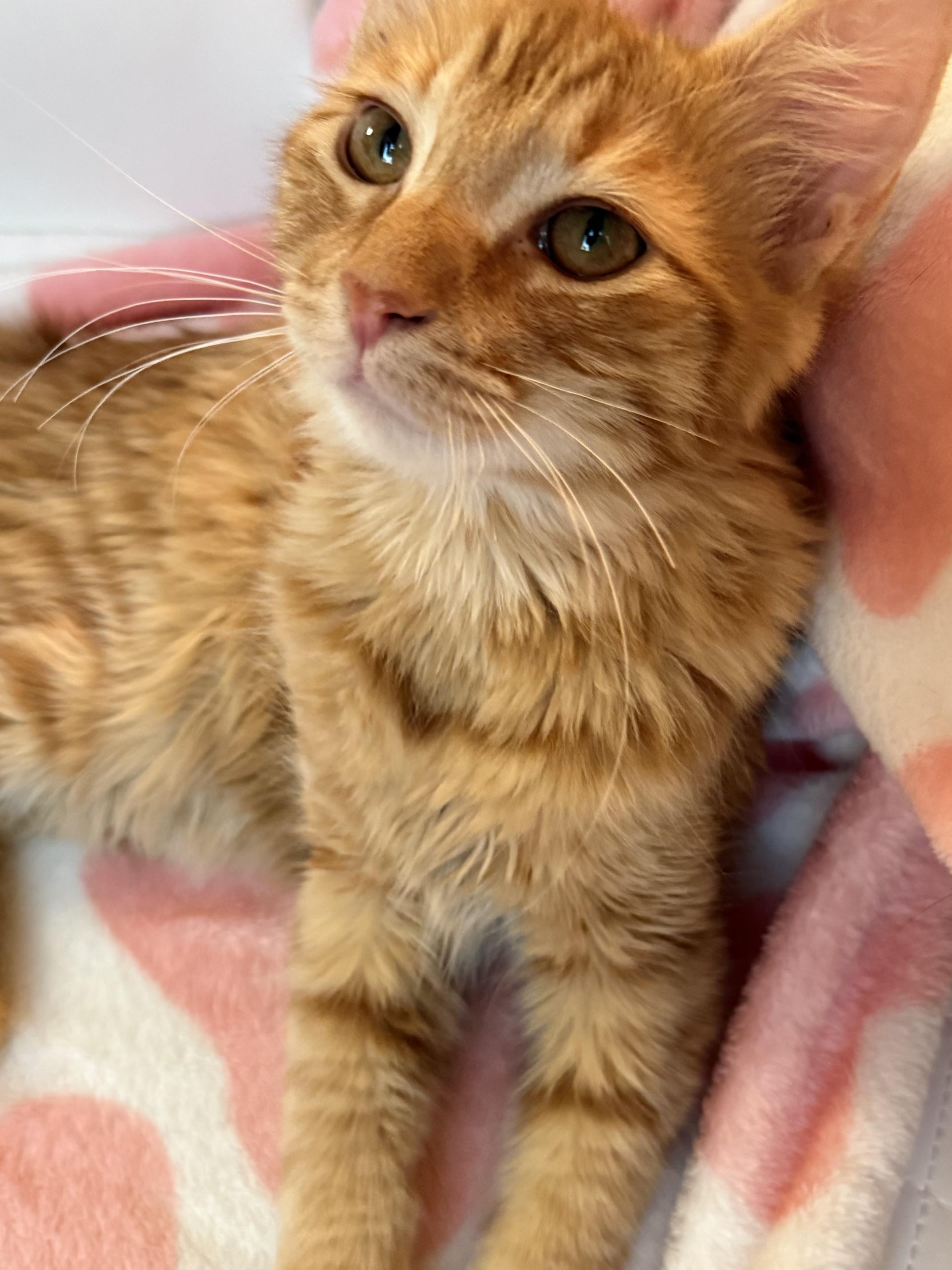 Enlarge Heathcliff, a Adopted Domestic Medium Hair in Fresno, CA image 3/6