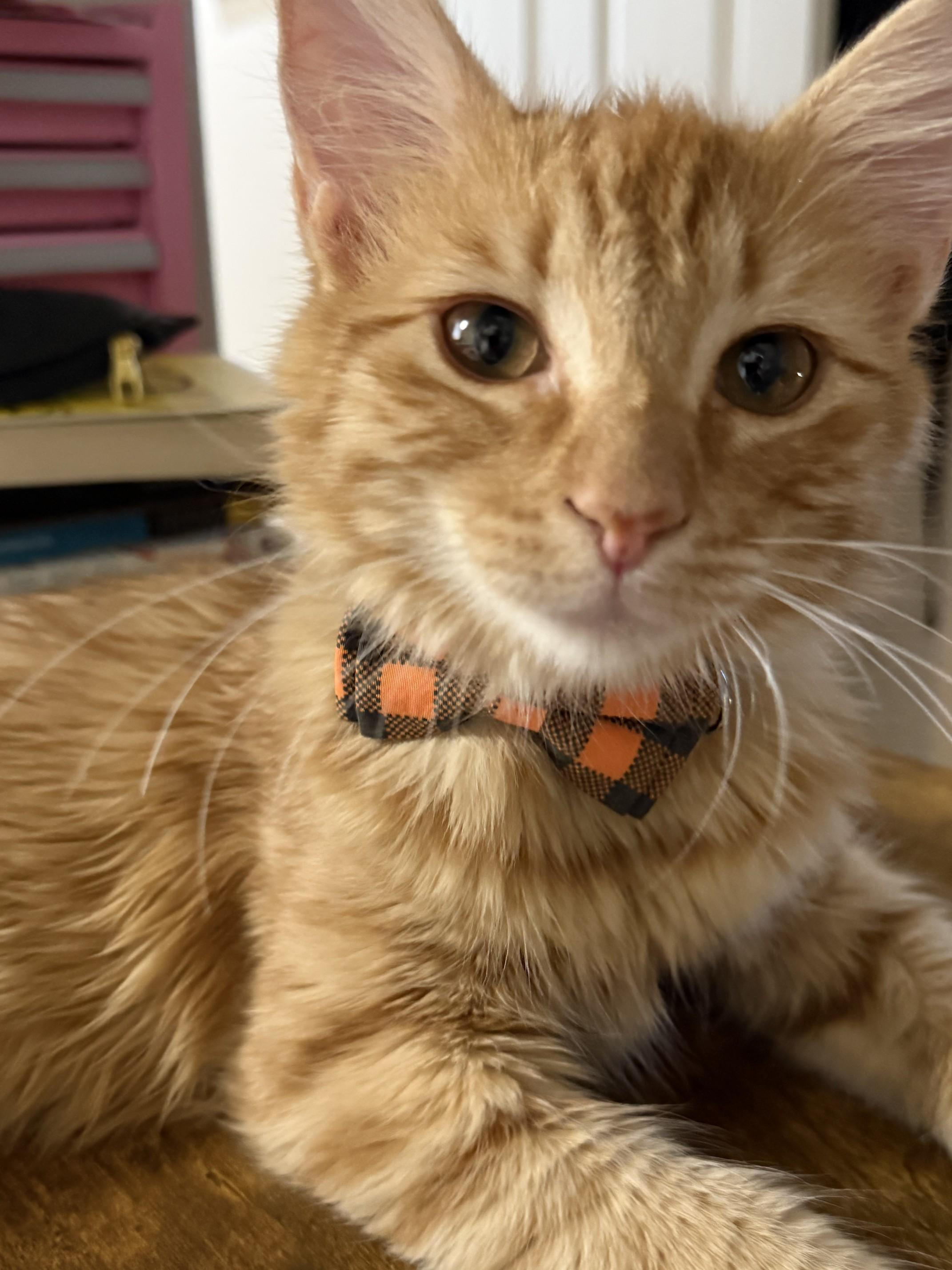 Enlarge Heathcliff, a Adopted Domestic Medium Hair in Fresno, CA image 2/6