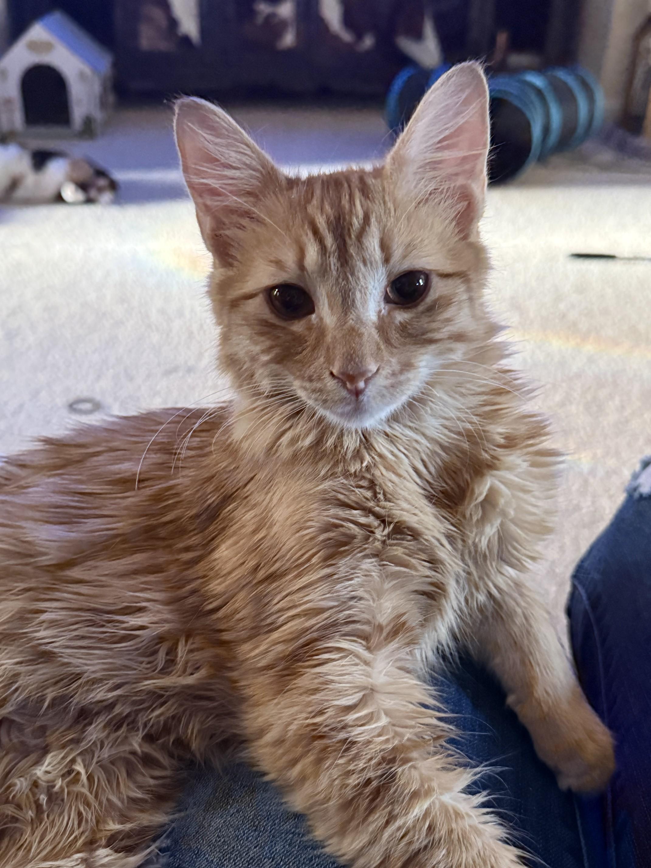 Enlarge Heathcliff, a Adopted Domestic Medium Hair in Fresno, CA image 4/6