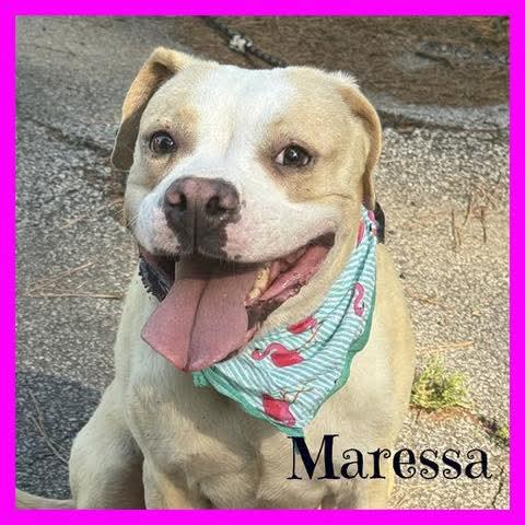 Maressa, ADOPTABLE, Adult Female Mixed Breed.