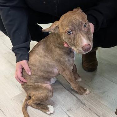 Enlarge Peaches, a Adoptable mixed breed in Manhattan, KS image 1/1