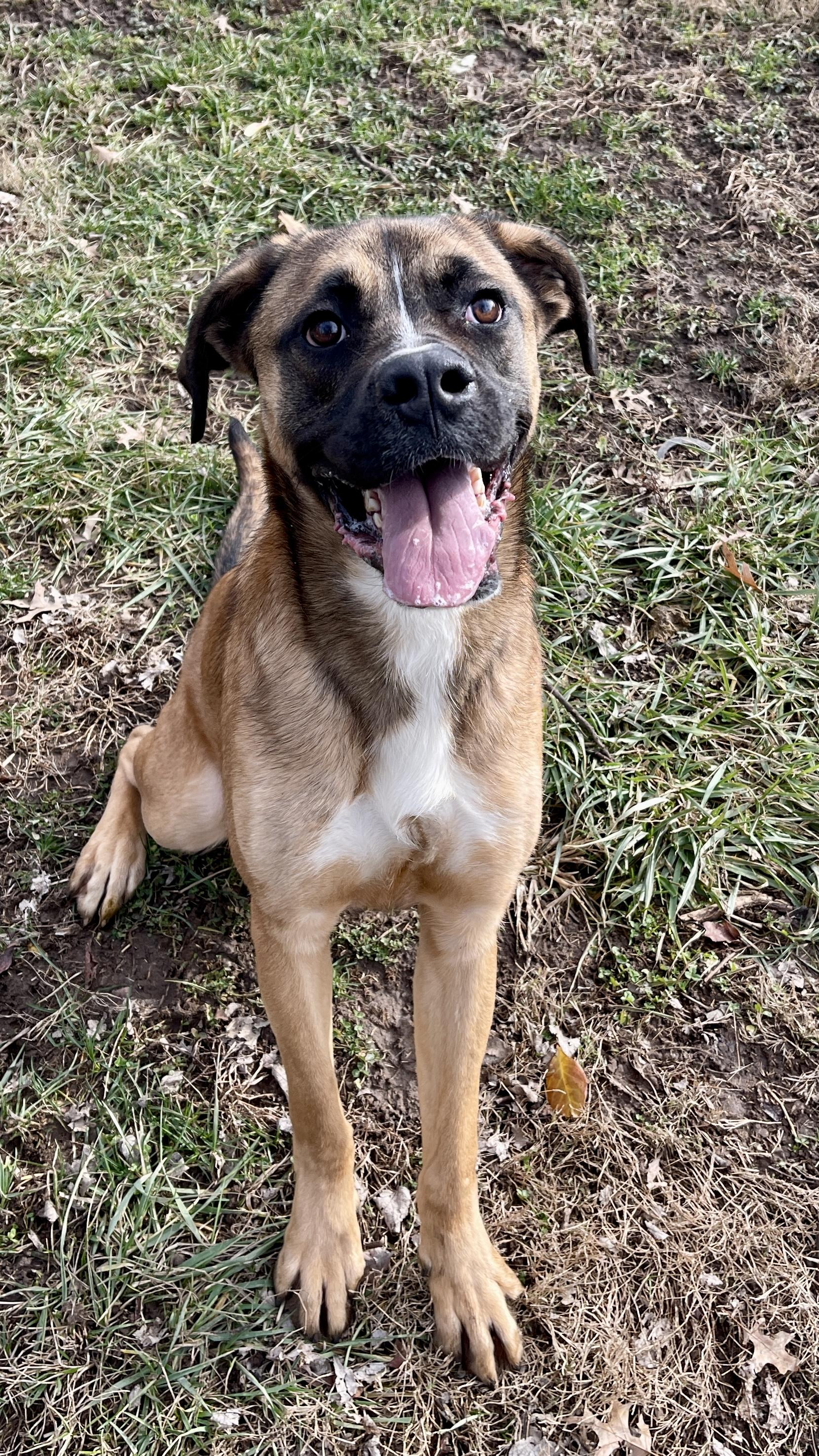 Puppy, a Adopted Mastiff in Terre Haute, IN image 1/3
