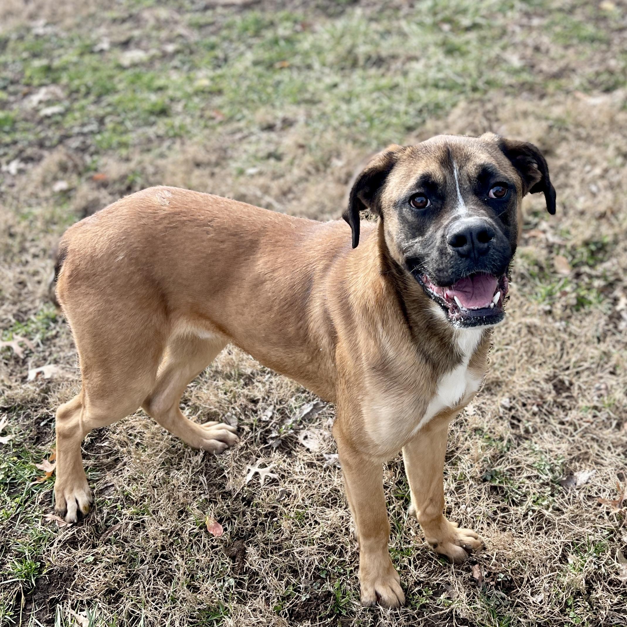 Puppy, a Adopted Mastiff in Terre Haute, IN image 3/3