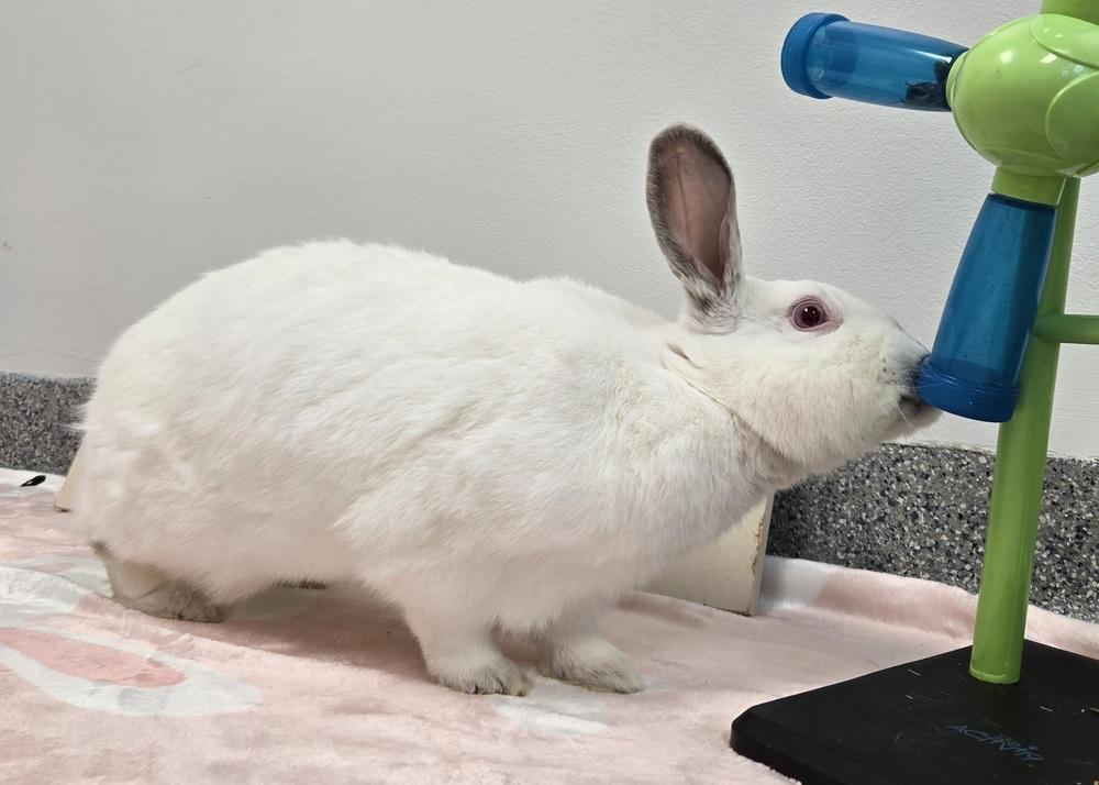 Carol, Adoptable, Adult Female Californian.