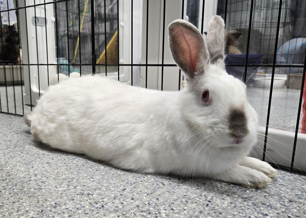 Enlarge Carol, a Adoptable mixed breed in Westford, MA image 1/6