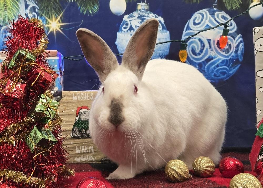 Enlarge Carol, a Adoptable mixed breed in Westford, MA image 2/6