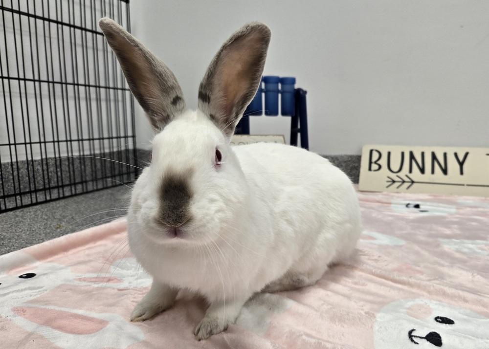 Enlarge Carol, a Adoptable mixed breed in Westford, MA image 3/6