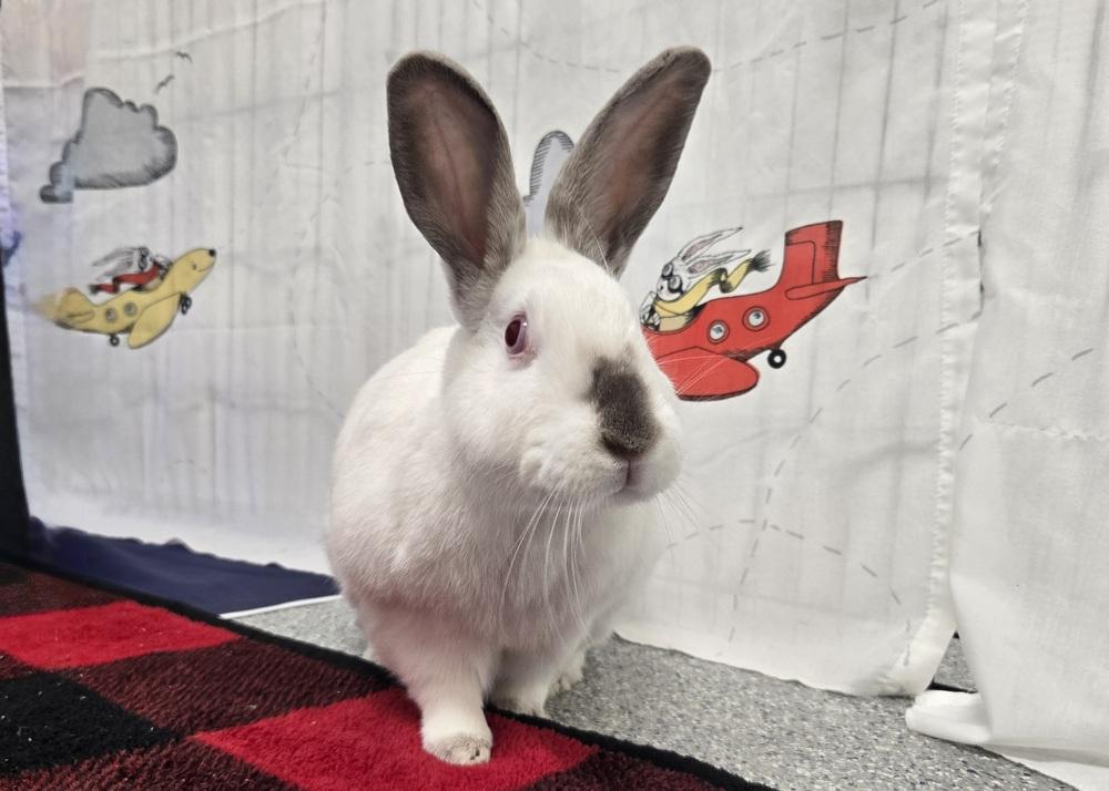 Enlarge Carol, a Adoptable mixed breed in Westford, MA image 4/6