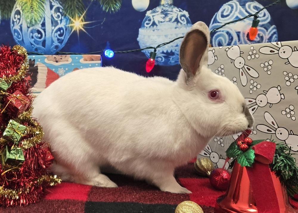 Enlarge Carol, a Adoptable mixed breed in Westford, MA image 5/6