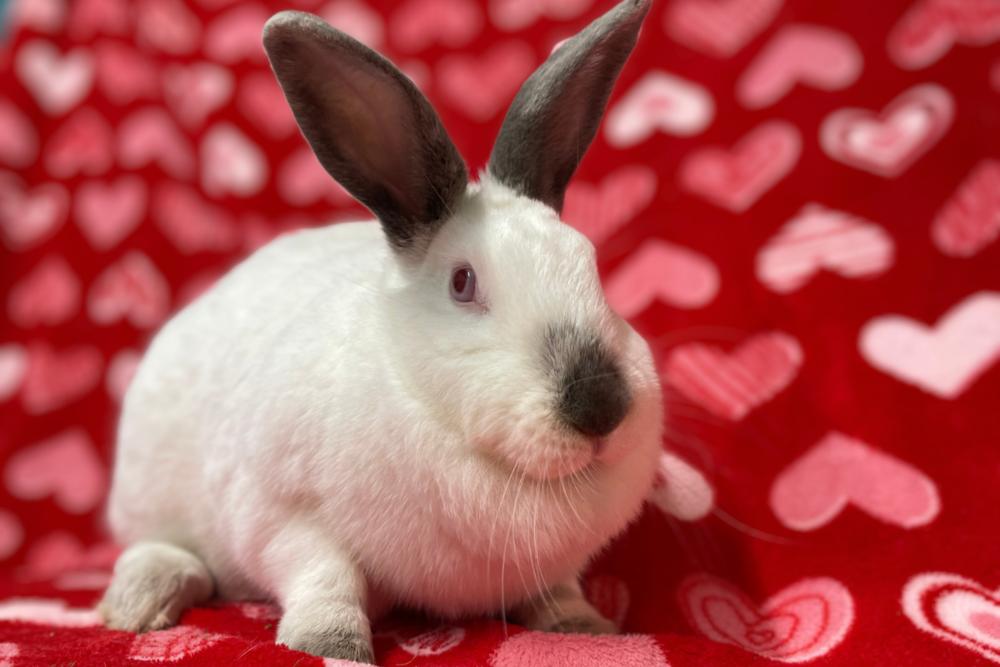 Enlarge Carol, a Adoptable mixed breed in Westford, MA image 5/6