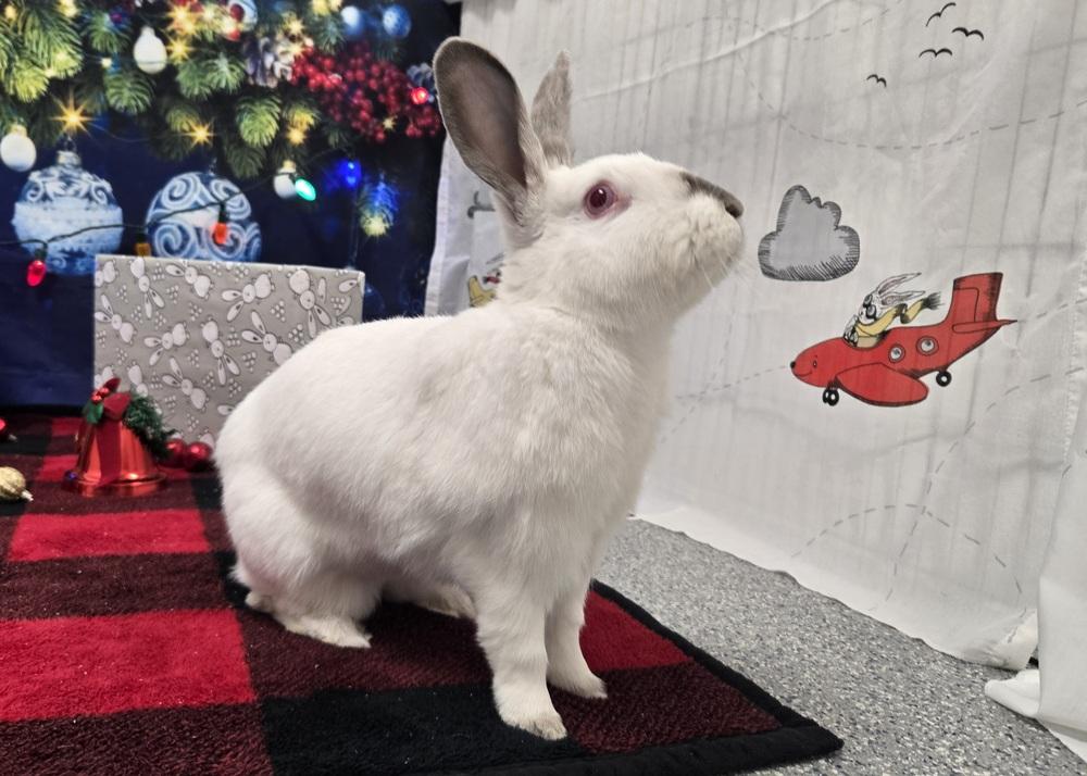 Enlarge Carol, a Adoptable mixed breed in Westford, MA image 6/6