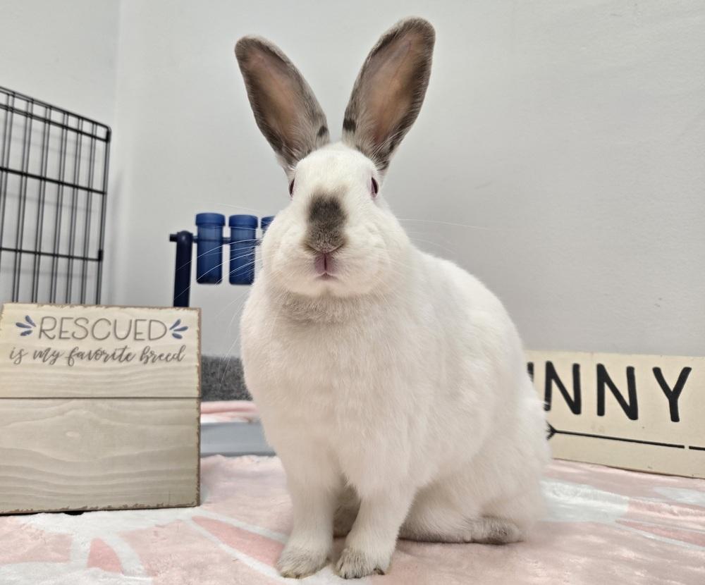 Enlarge Carol, a Adoptable mixed breed in Westford, MA image 6/6