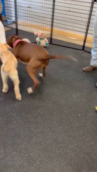 Enlarge Betty (FEE SPONSORED), a Adoptable mixed breed in Portland, ME video 6/6