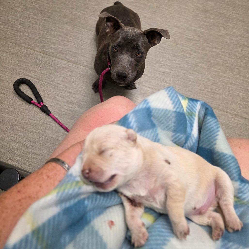 Neo, a Adoptable mixed breed in Chandler, AZ image 2/6