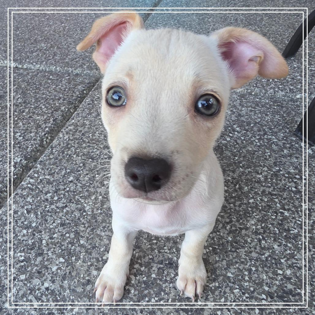 Neo, a Adoptable mixed breed in Chandler, AZ image 3/6