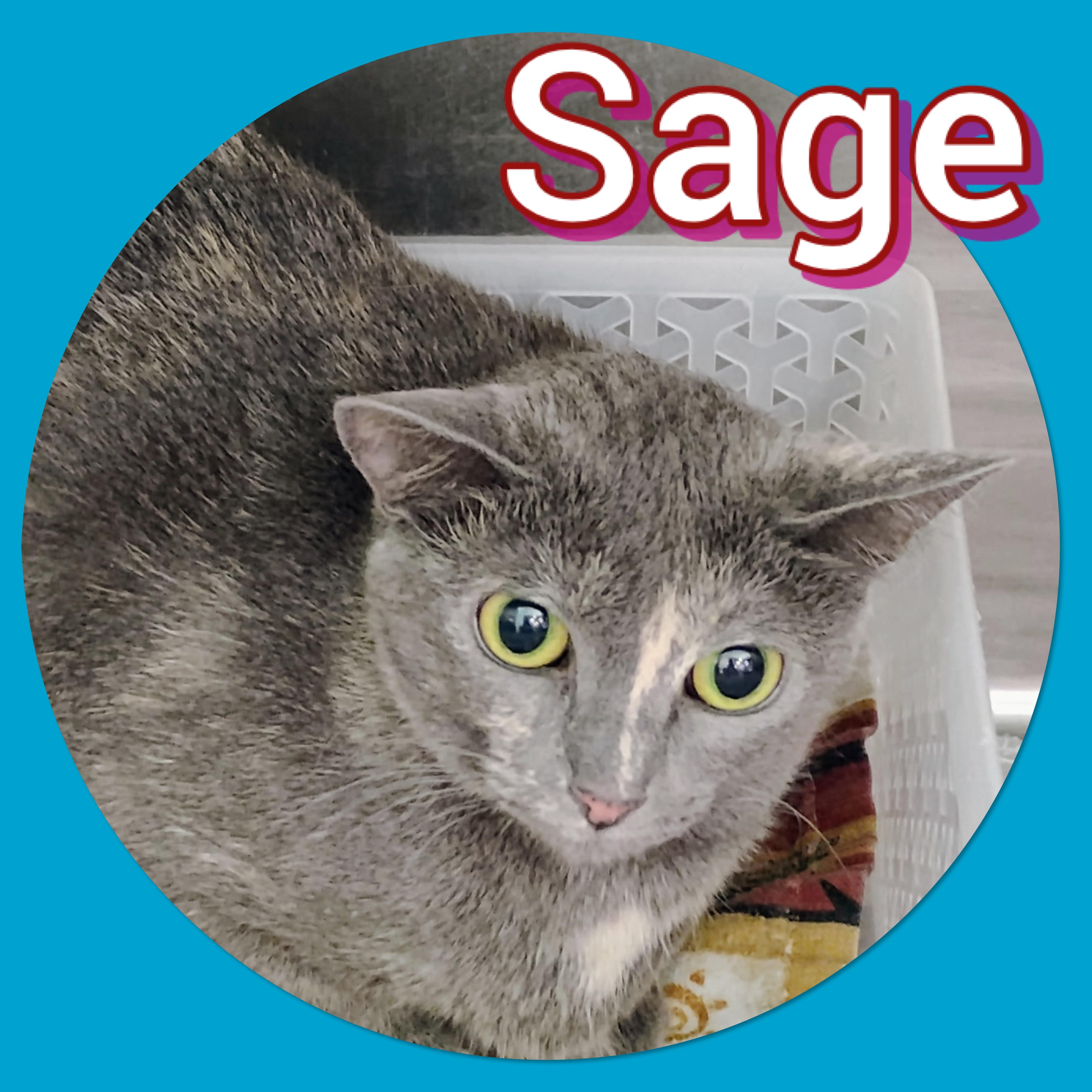 Enlarge Sage, a Adoptable mixed breed in Tucson, AZ image 1/1