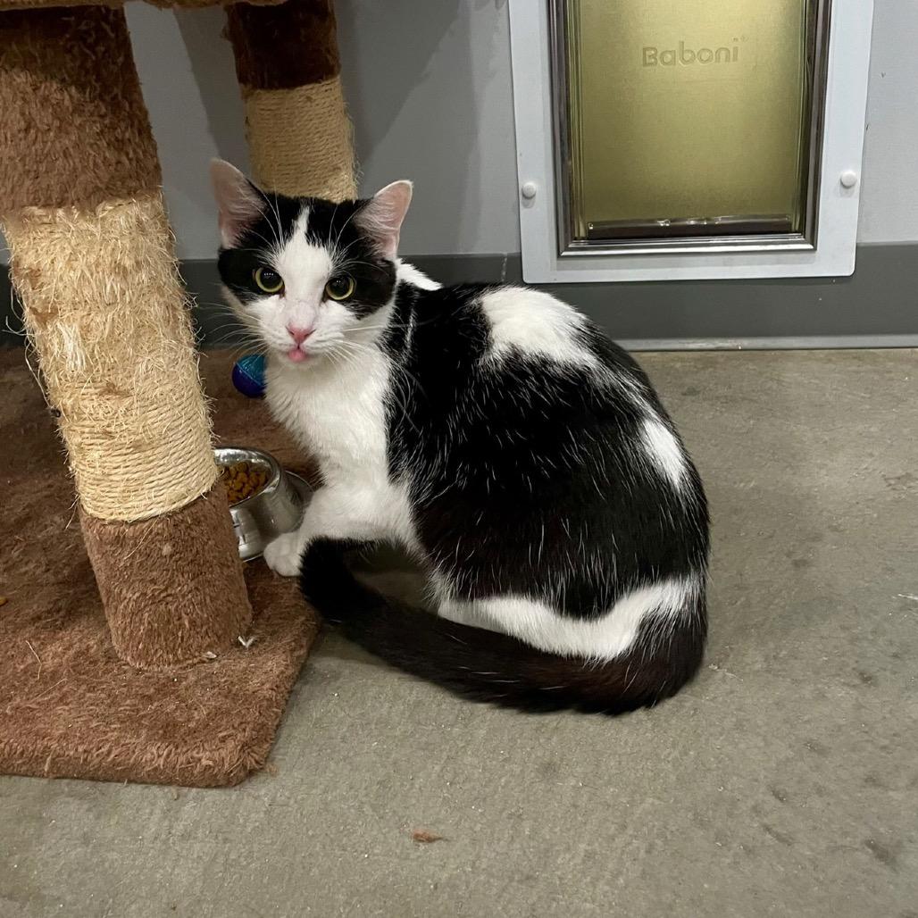 Snow White, Adoptable, Young Female Domestic Short Hair & Domestic Short Hair.