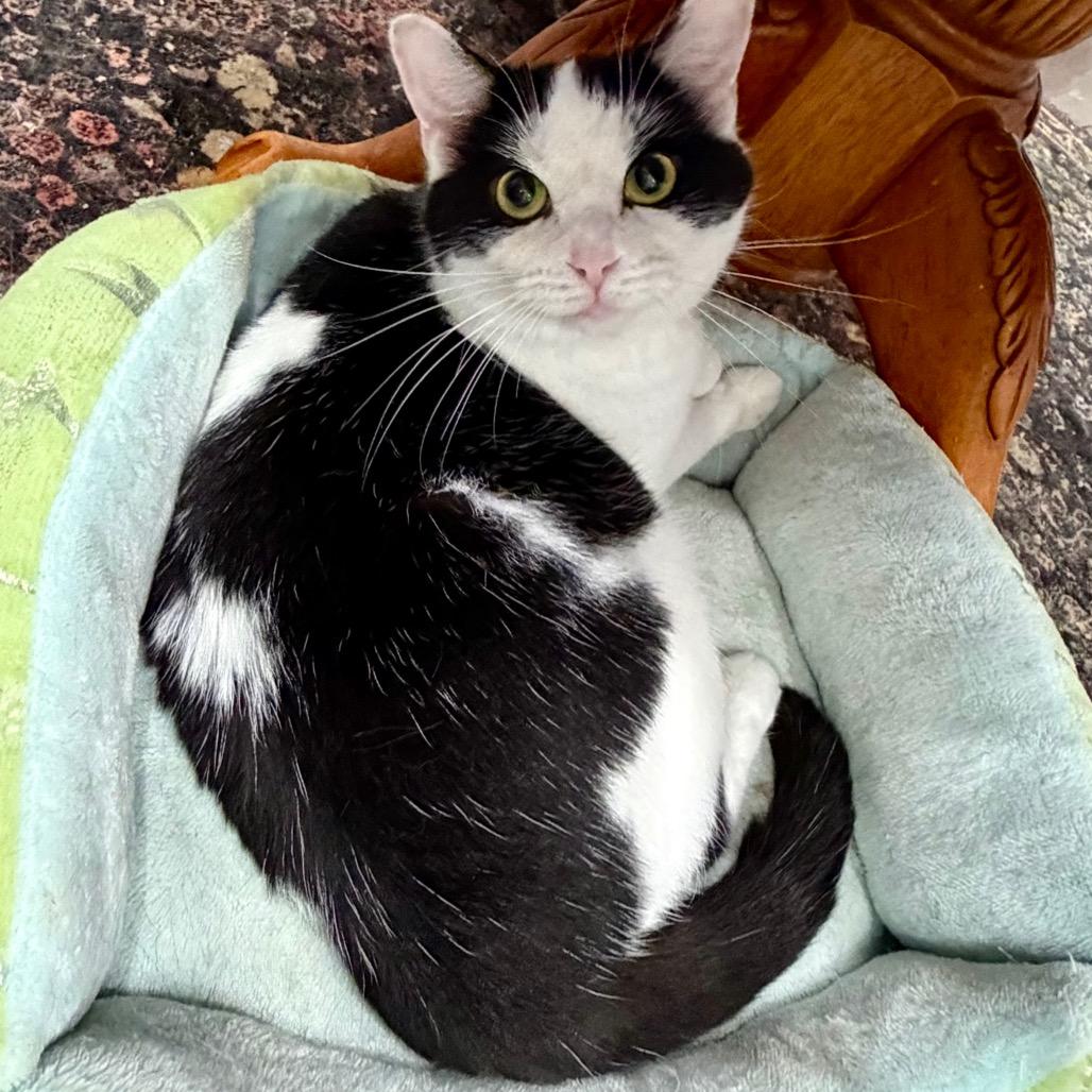 Enlarge Snow White, a Adoptable mixed breed in Fairmont, WV image 2/3