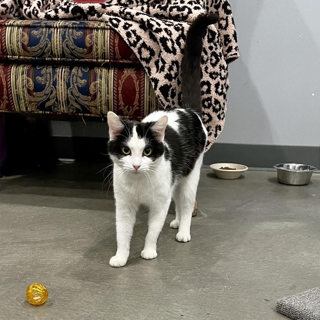 Enlarge Snow White, a Adoptable mixed breed in Fairmont, WV image 3/3