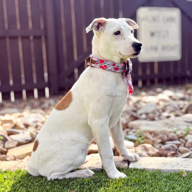 Gracie, a ADOPTABLE mixed breed in Southport, CT image 2/6
