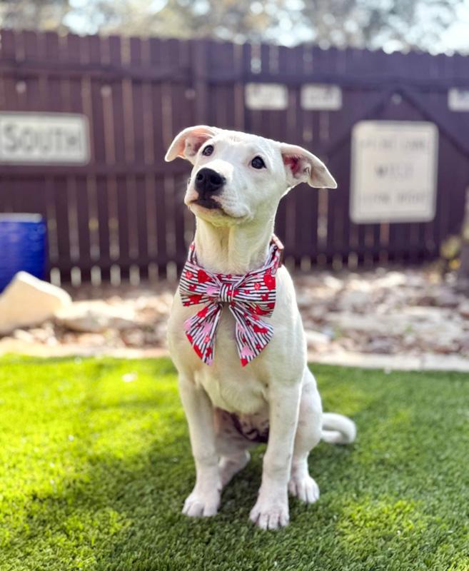 Gracie, a ADOPTABLE mixed breed in Southport, CT image 4/6