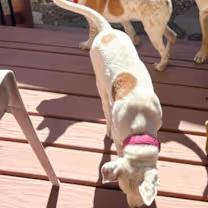 Gracie, a ADOPTABLE mixed breed in Southport, CT image 6/6