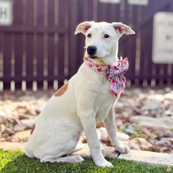 Gracie, a ADOPTABLE mixed breed in Southport, CT image 3/6