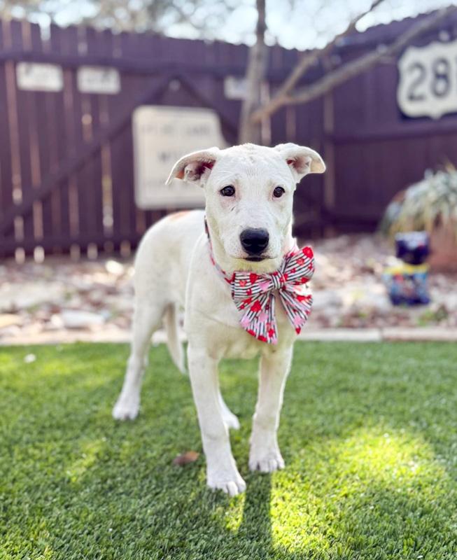 Gracie, ADOPTABLE, Puppy Female Terrier & Australian Cattle Dog / Blue Heeler.