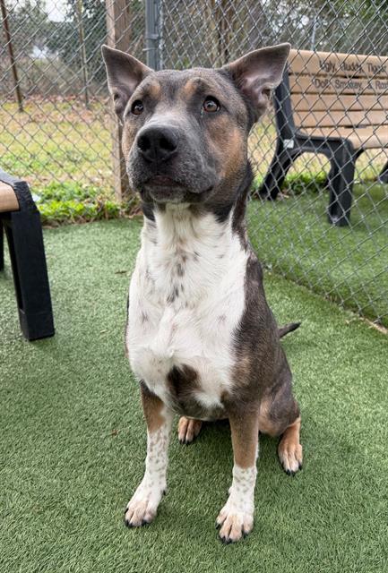 Enlarge GLOWSTICK, a Adoptable Mixed Breed in Columbia, SC image 1/1