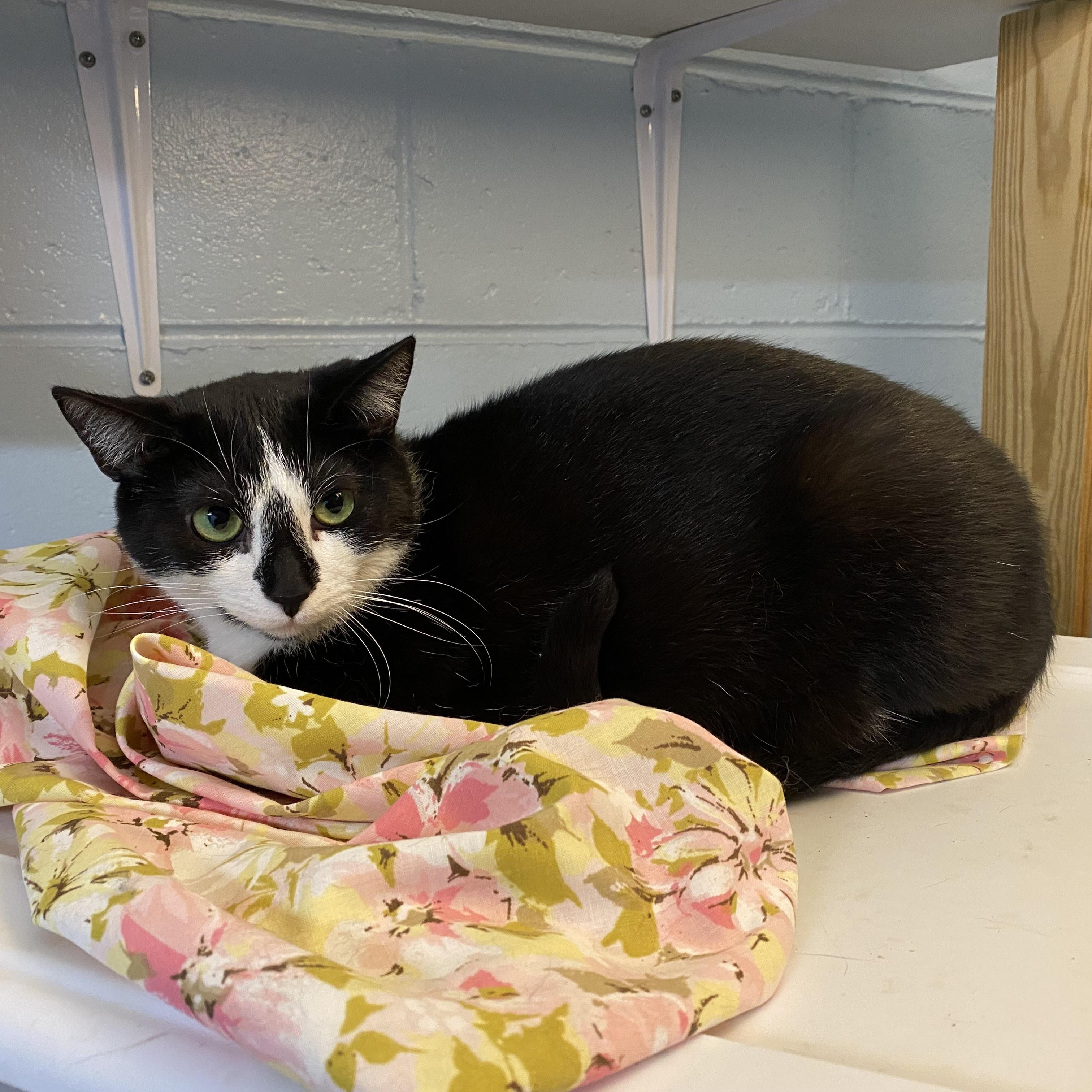 Enlarge Penelope , a Adoptable Domestic Short Hair in New Martinsville, WV image 1/6