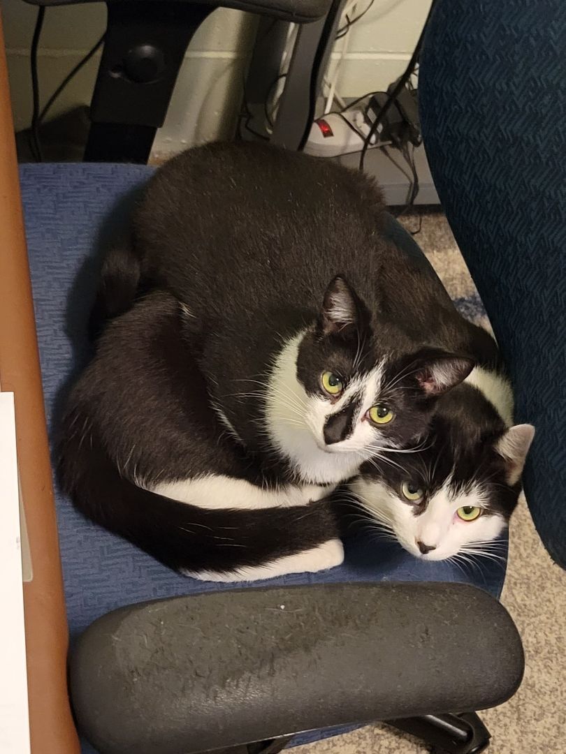 Enlarge Penelope , a Adoptable Domestic Short Hair in New Martinsville, WV image 1/6