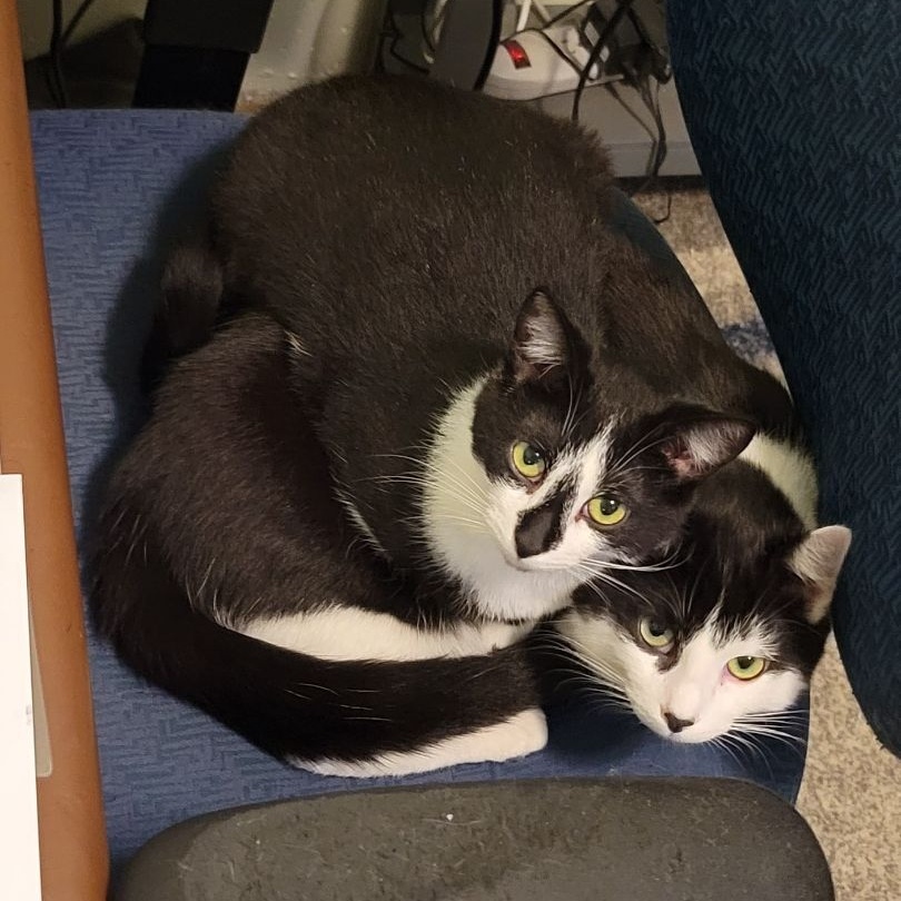 Enlarge Penelope , a Adoptable Domestic Short Hair in New Martinsville, WV image 2/6