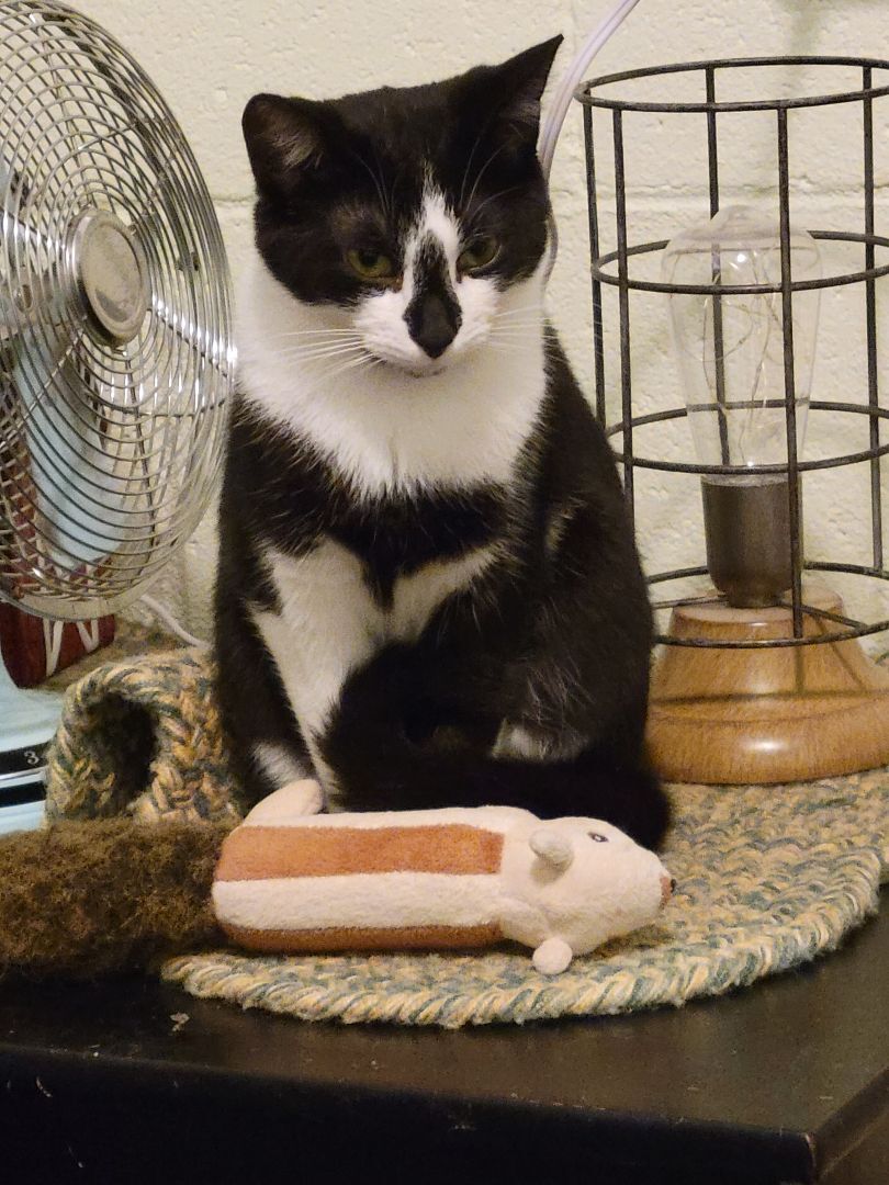 Penelope , Young Female Domestic Short Hair