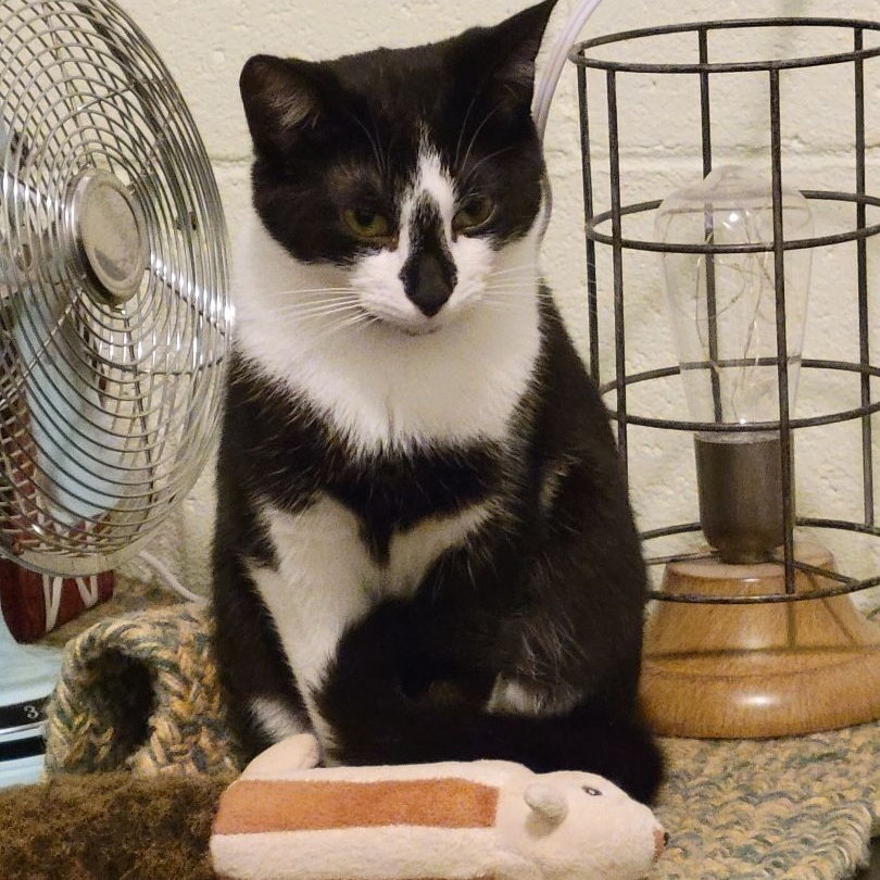 Enlarge Penelope , a Adoptable Domestic Short Hair in New Martinsville, WV image 3/6