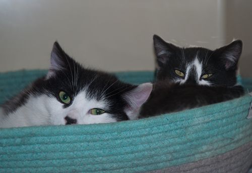 Enlarge Penelope , a Adoptable Domestic Short Hair in New Martinsville, WV image 3/6