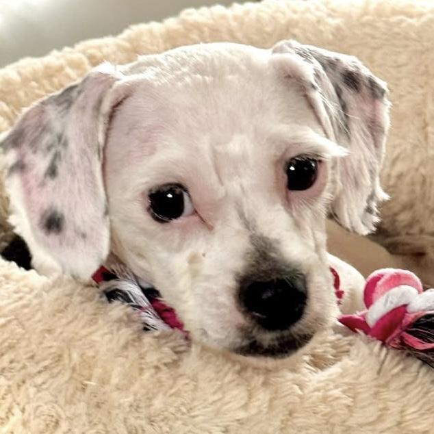 Oreo, adoptable, Puppy Female Shih Tzu.