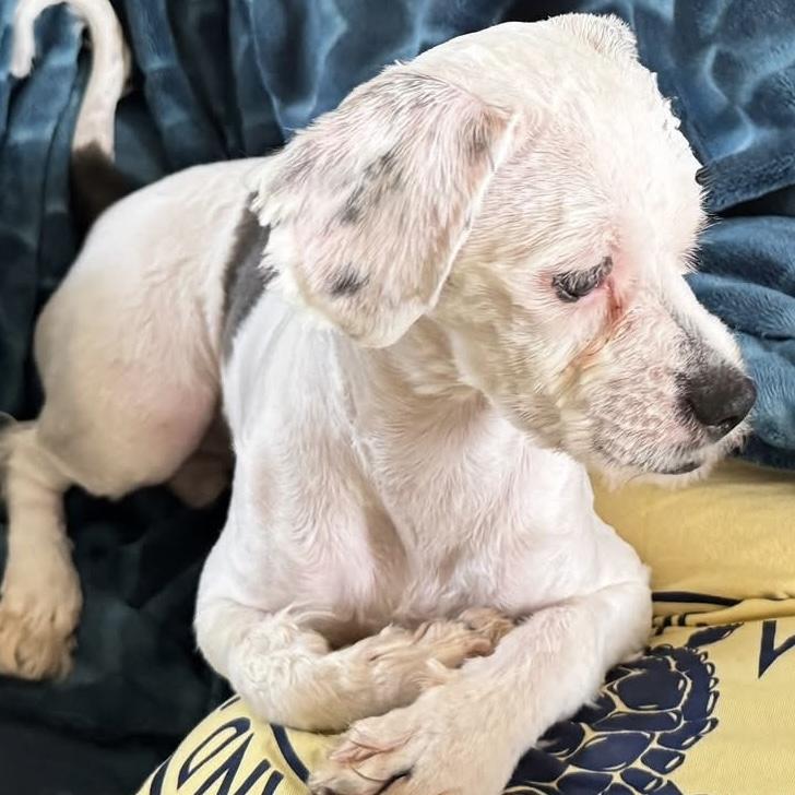 Enlarge Oreo, an adoptable mixed breed in Libertyville, IL image 2/5