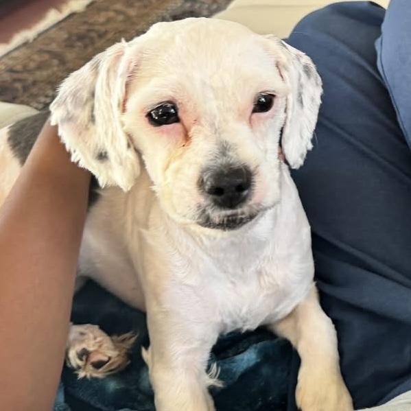 Enlarge Oreo, an adoptable mixed breed in Libertyville, IL image 3/5