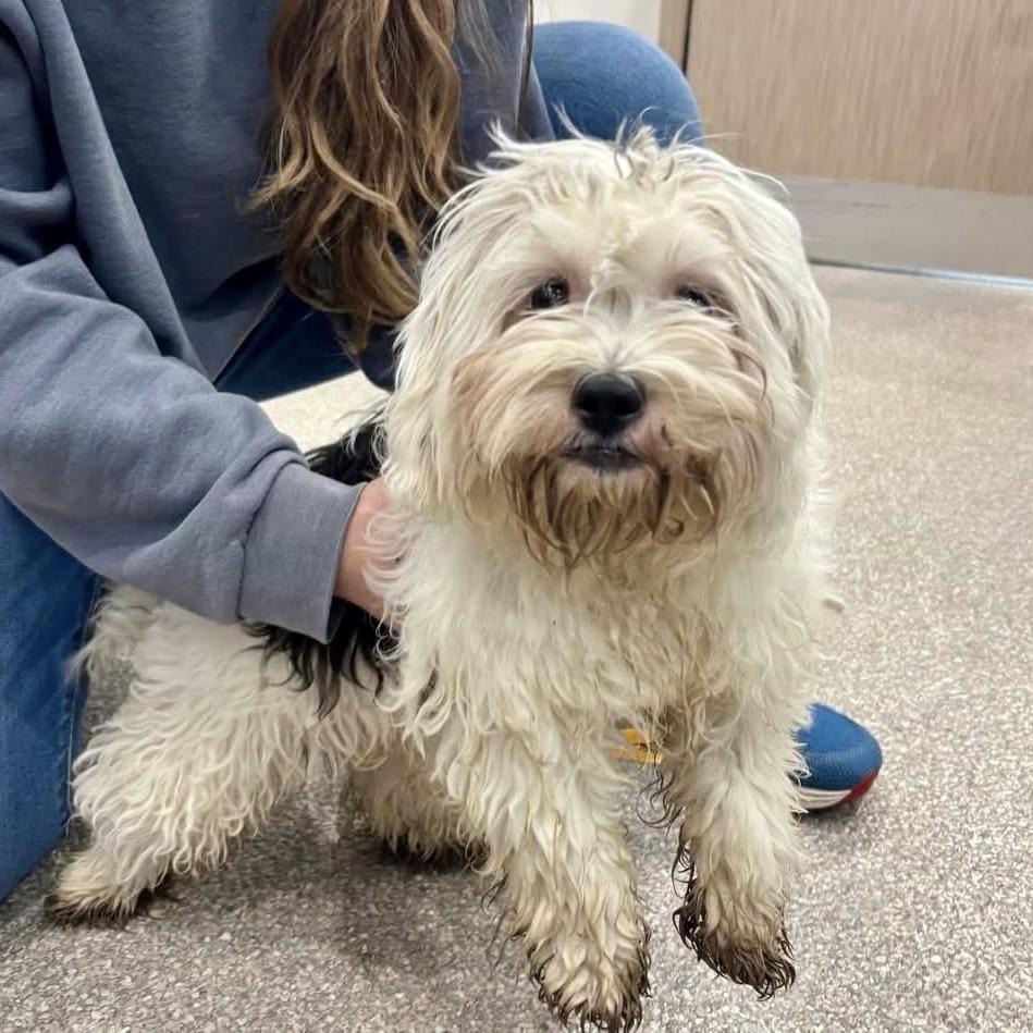 Enlarge Oreo, an adoptable mixed breed in Libertyville, IL image 5/5