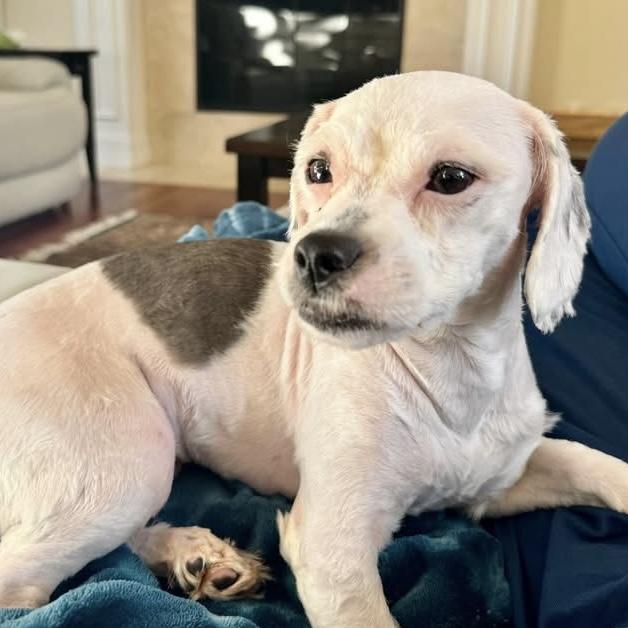 Enlarge Oreo, an adoptable mixed breed in Libertyville, IL image 4/5