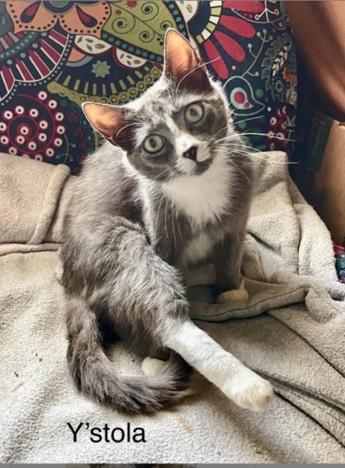 Enlarge Y’stola dog friendly, a Adoptable Domestic Short Hair image 1/1