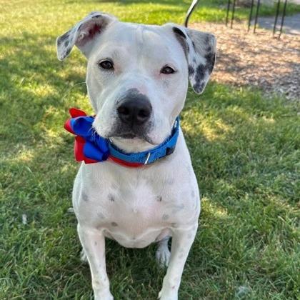 Nala, Adoptable, Adult Female Mixed Breed.