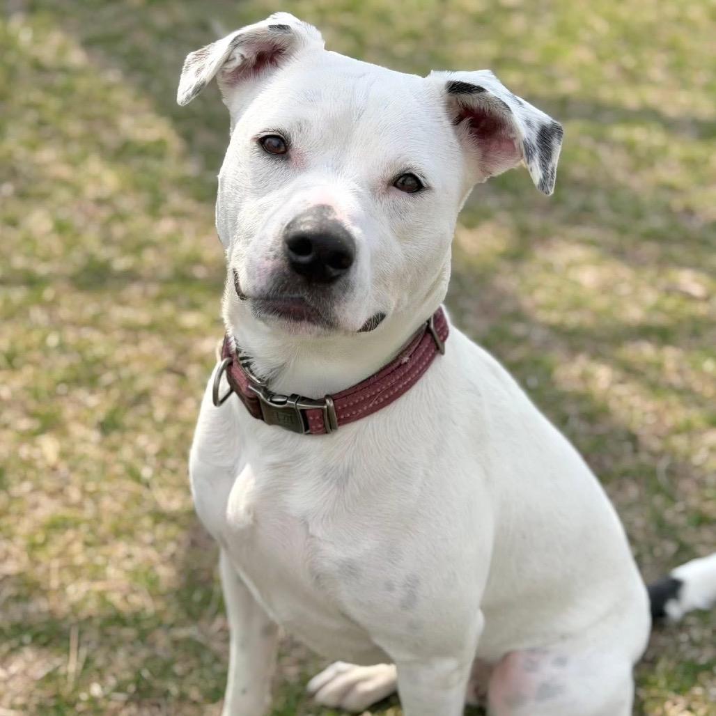 Enlarge Nala, a Adoptable Mixed Breed in DeKalb, IL image 2/4