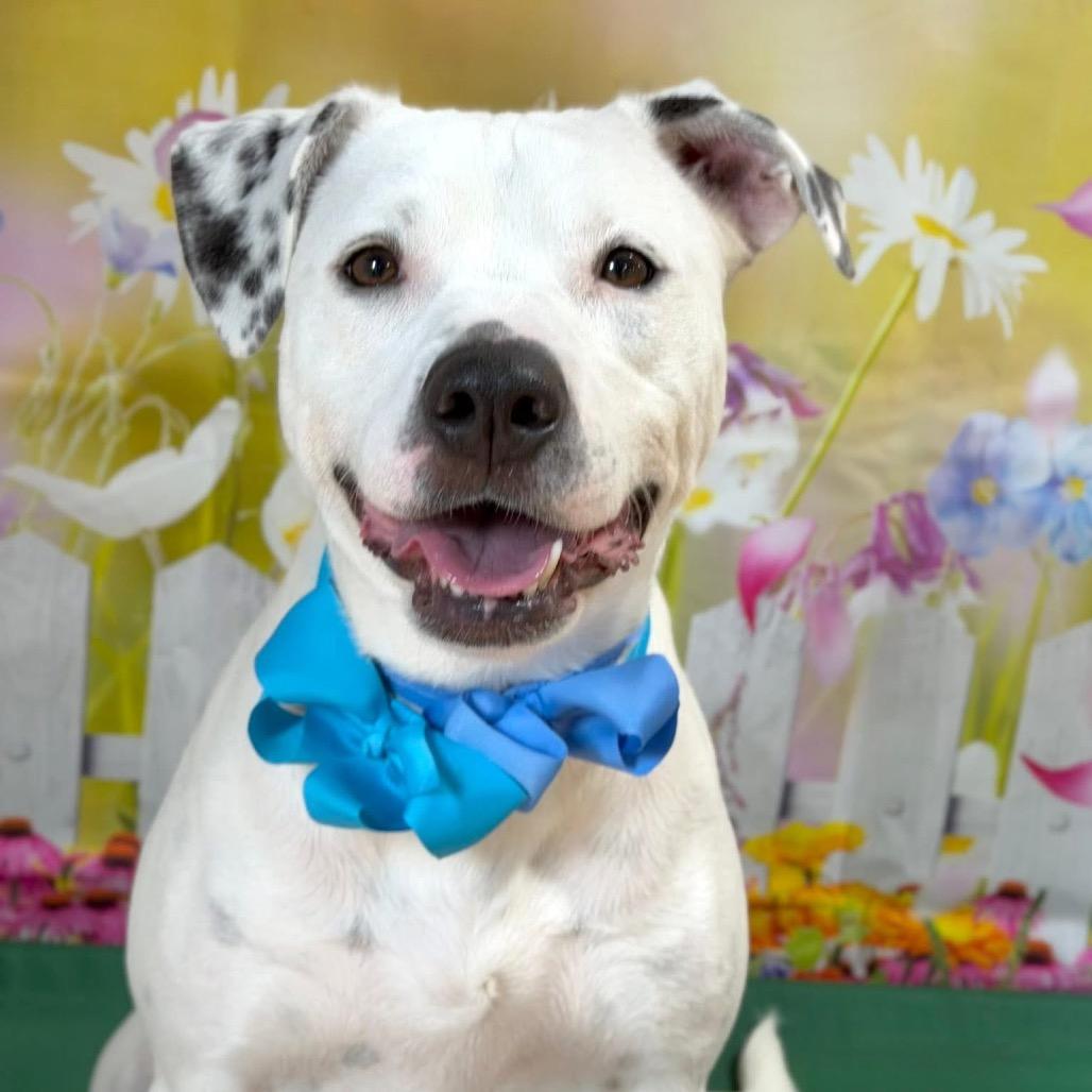 Enlarge Nala, a Adoptable Mixed Breed in DeKalb, IL image 3/4