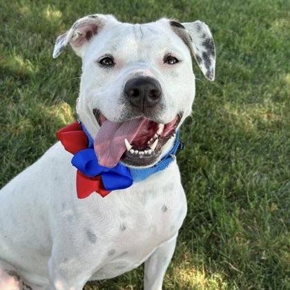 Enlarge Nala, a Adoptable Mixed Breed in DeKalb, IL image 2/2