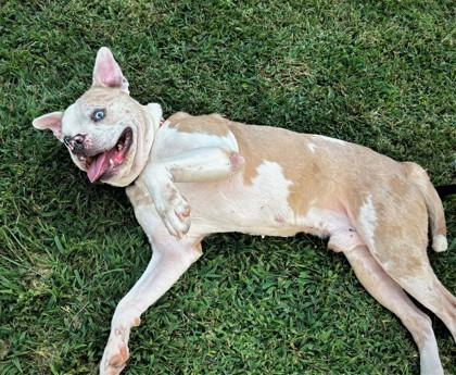 Ole Man 1116-25, Adoptable, Adult Male Pit Bull Terrier & Mixed Breed.