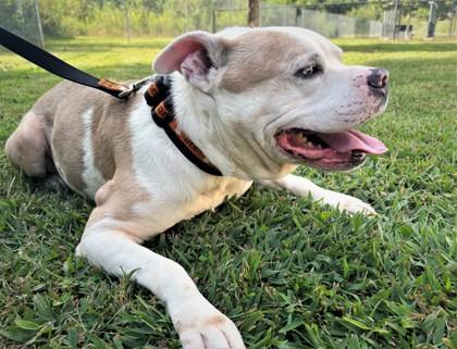 Enlarge Ole Man 1116-25, a Adoptable mixed breed in Cumming, GA image 2/3
